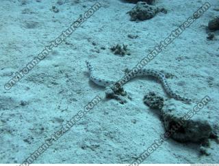 Spotted Snake Eel Ophichthidae 3